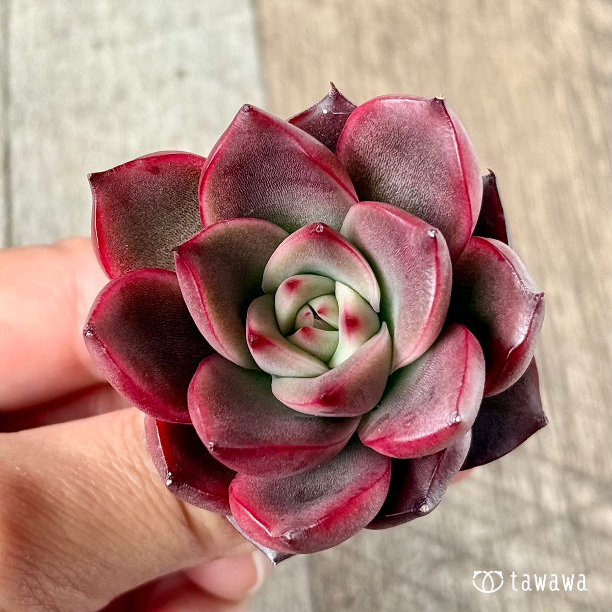 벚꽃 엔딩