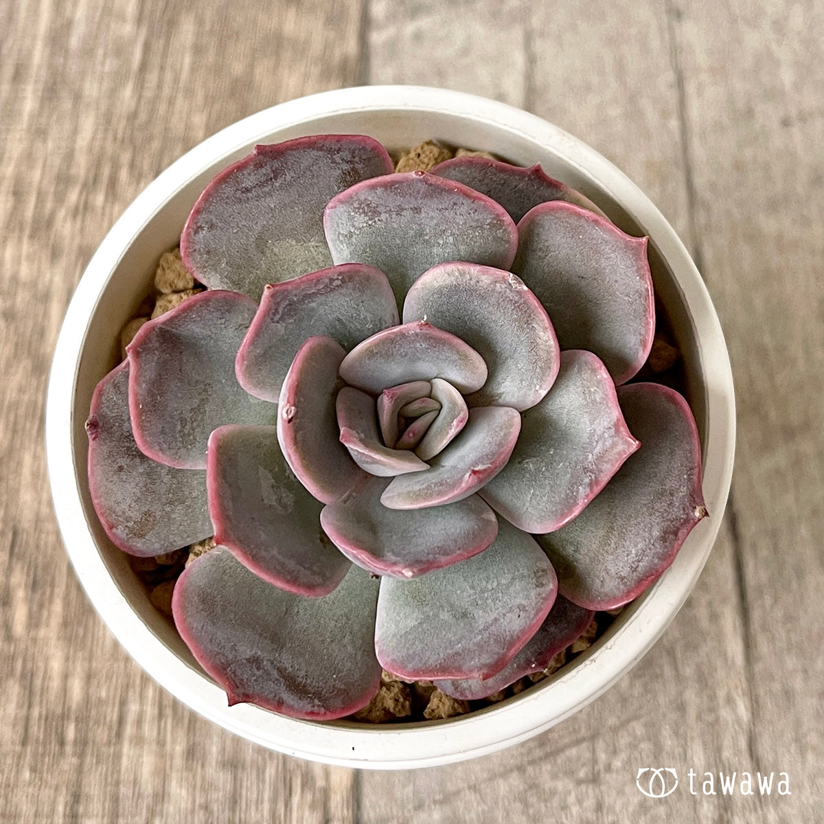 *新入荷* アールグレイ【単頭】