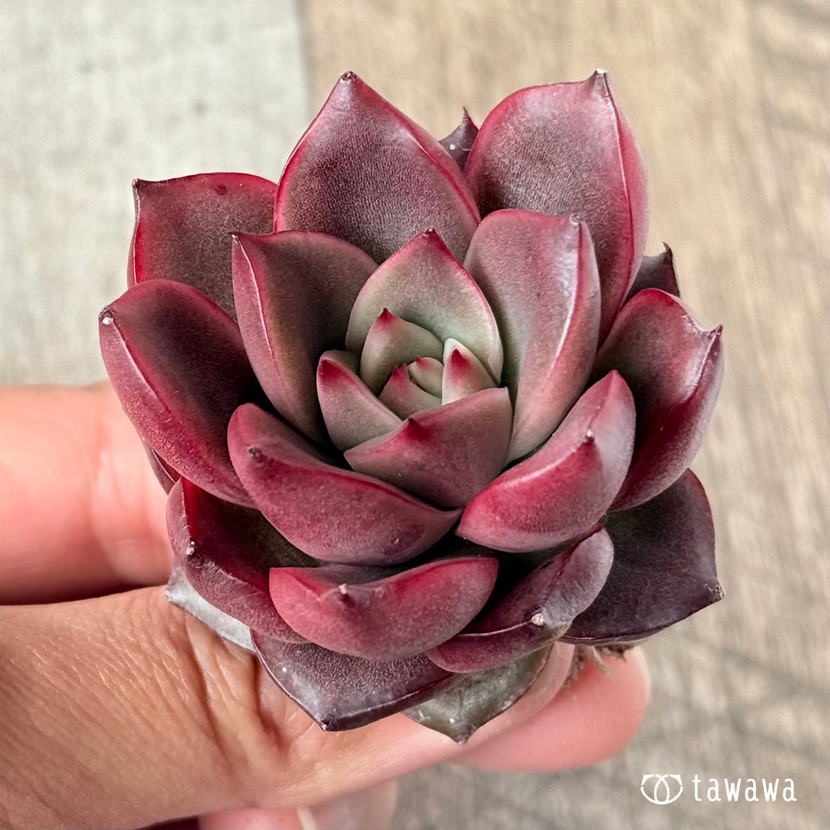 벚꽃 엔딩
