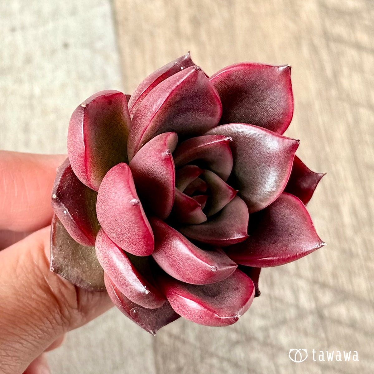 벚꽃 엔딩
