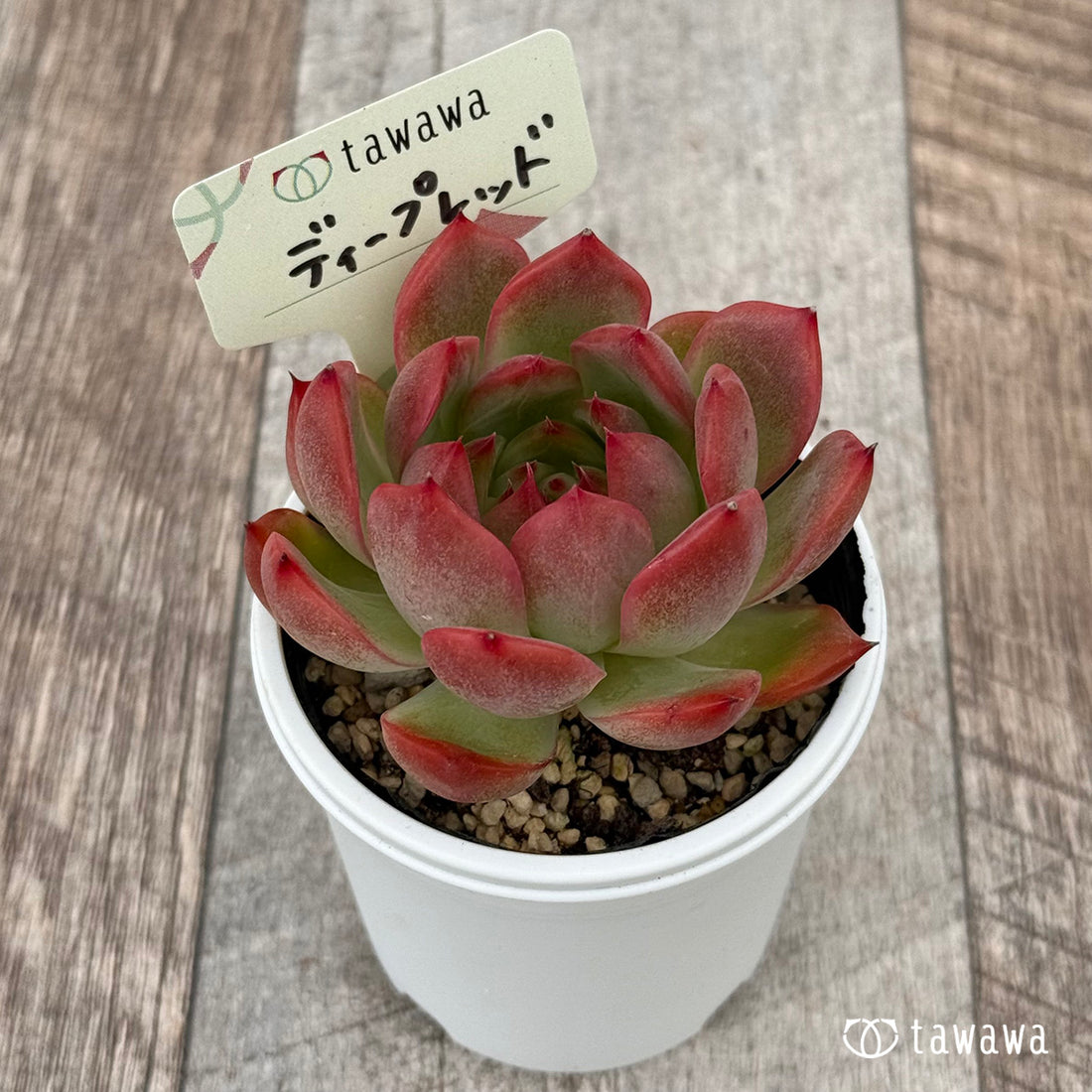 ディープレッド 【tawawaハウス苗】