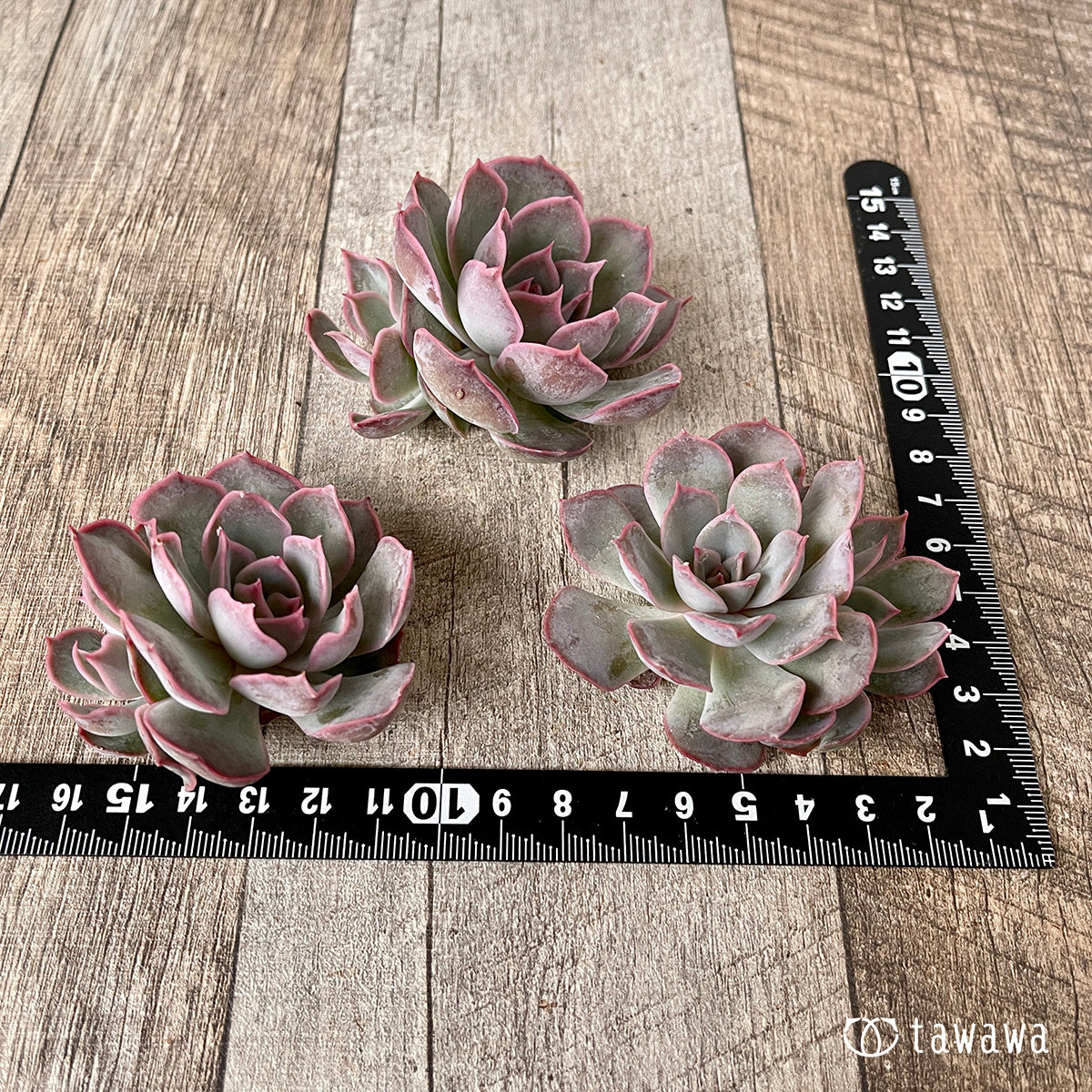 *新入荷* アールグレイ【子株付き】