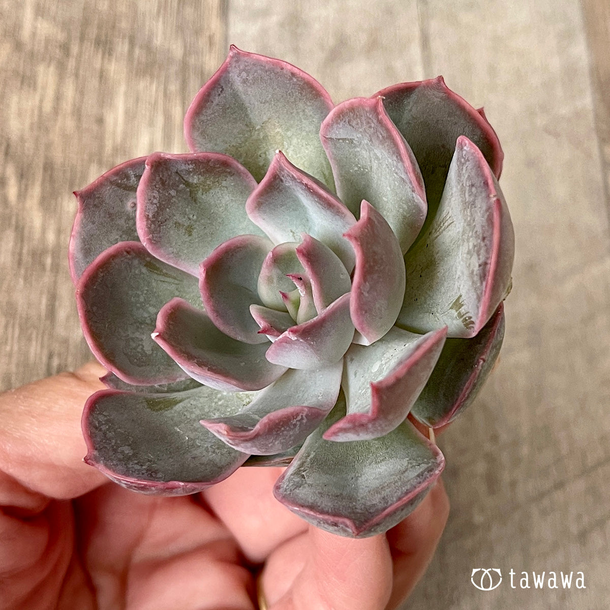 *新入荷* アールグレイ【子株付き】