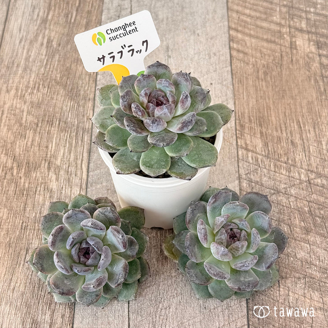 サラブラック(チャンヒー農園苗)