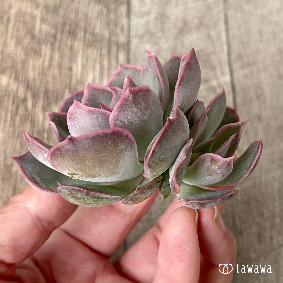 *新入荷* アールグレイ【子株付き】