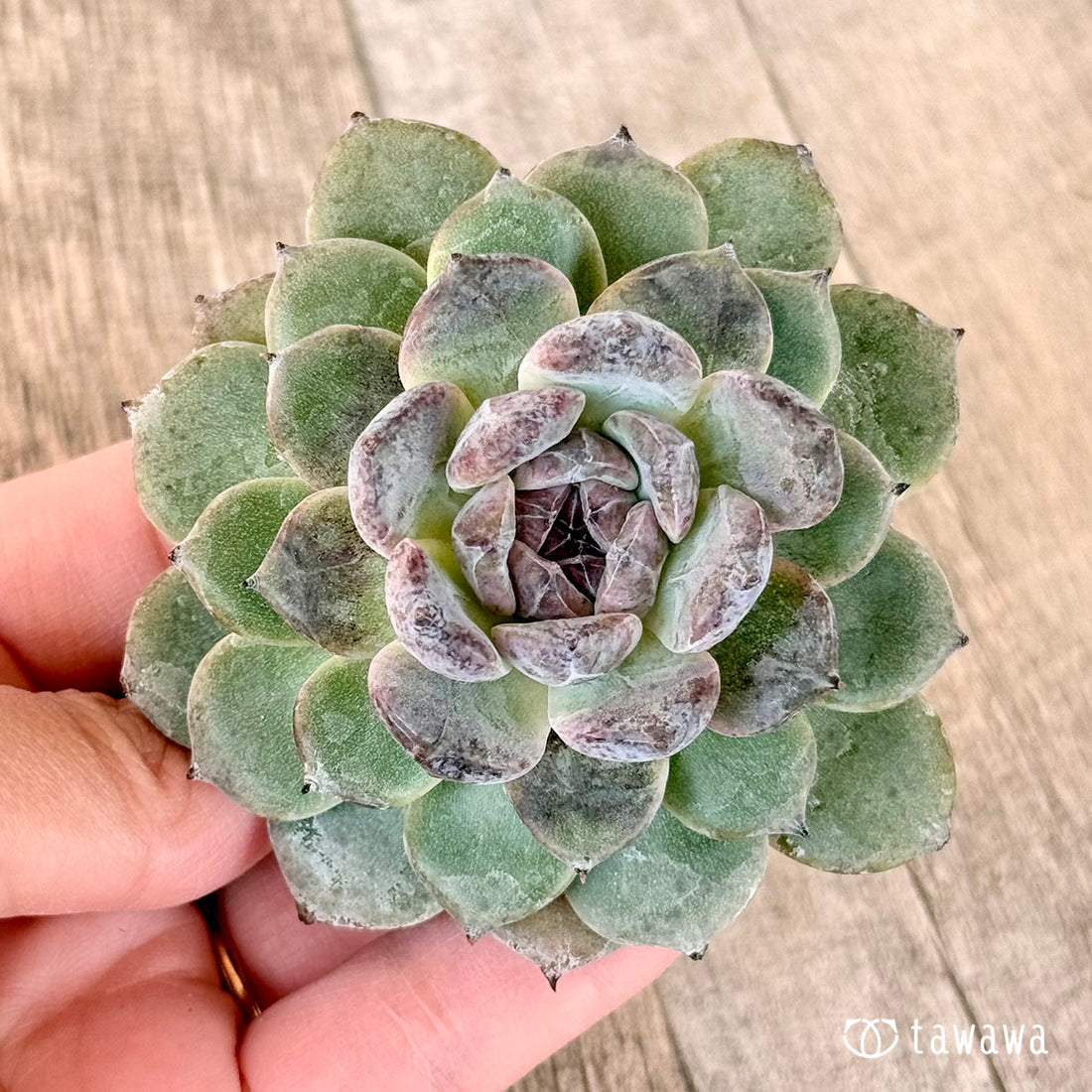 サラブラック(チャンヒー農園苗)