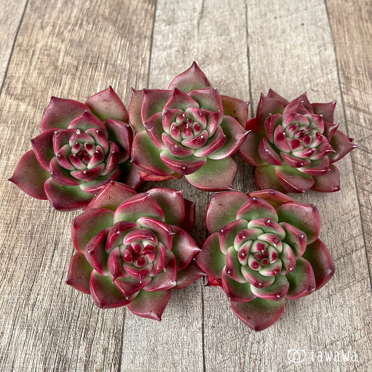 *新入荷* ガルシア