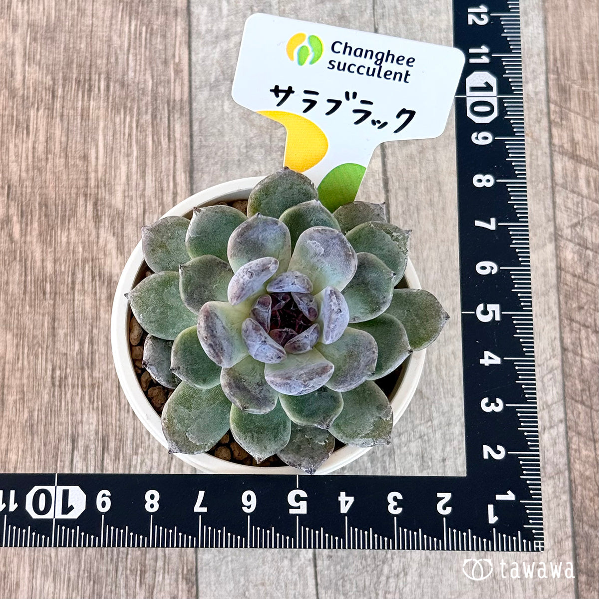 サラブラック(チャンヒー農園苗)