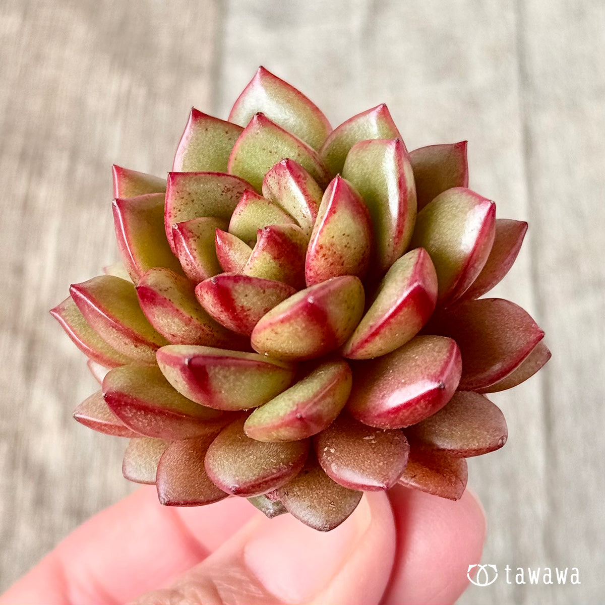 벚꽃 엔딩