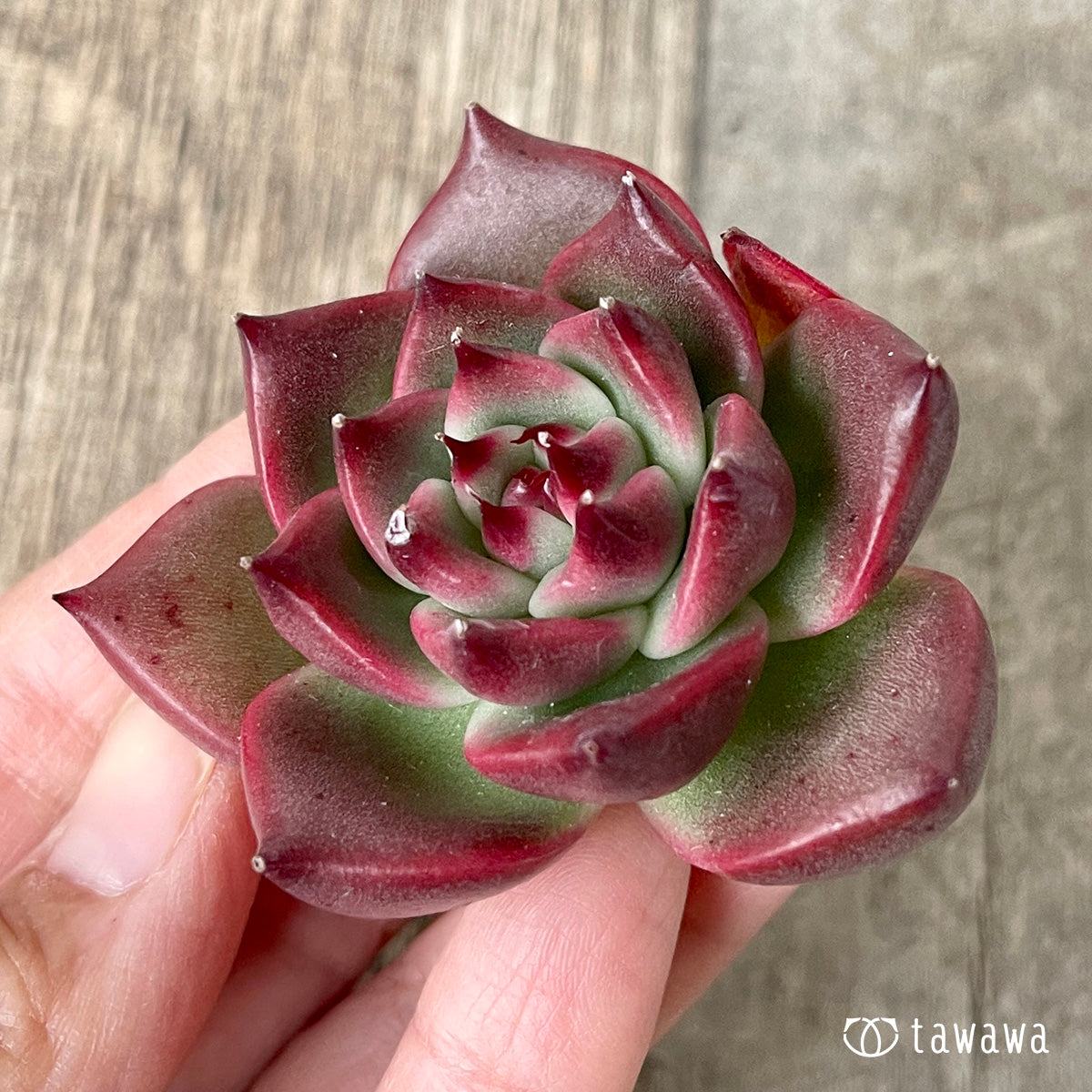 *新入荷* ガルシア