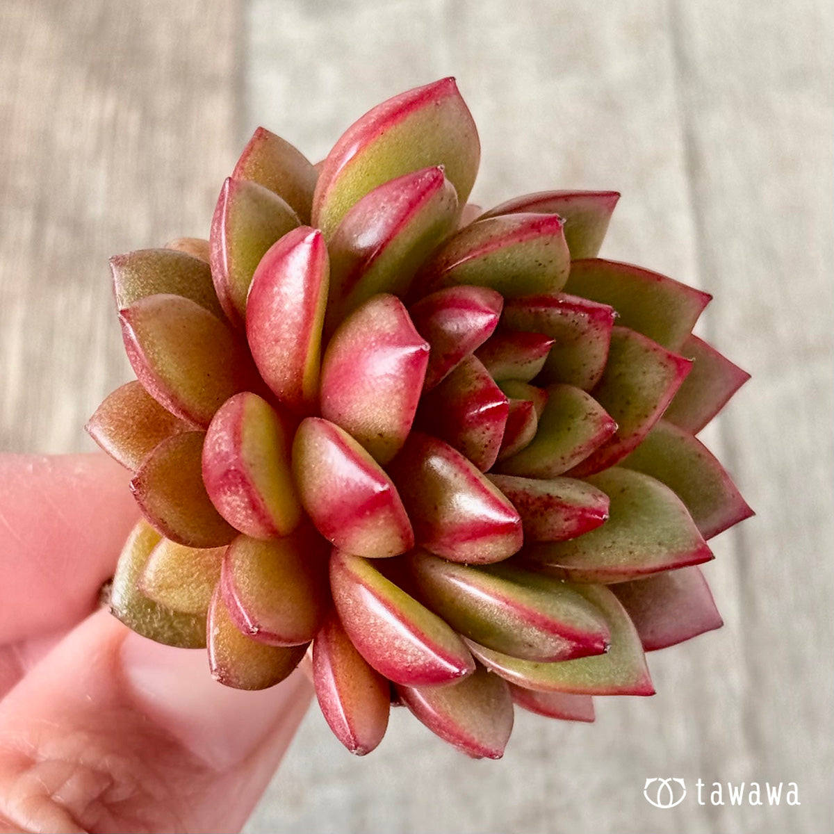 벚꽃 엔딩