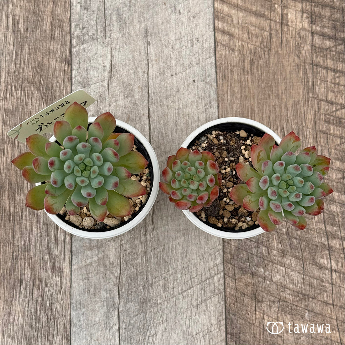 ブルーエルフ 【tawawaハウス苗】