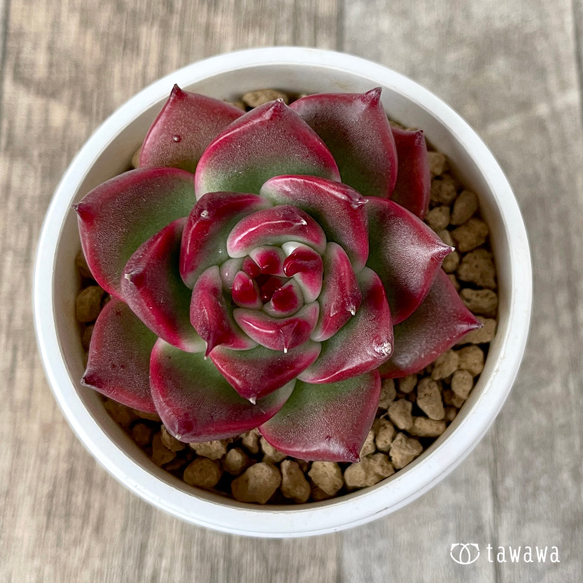 *新入荷* ガルシア