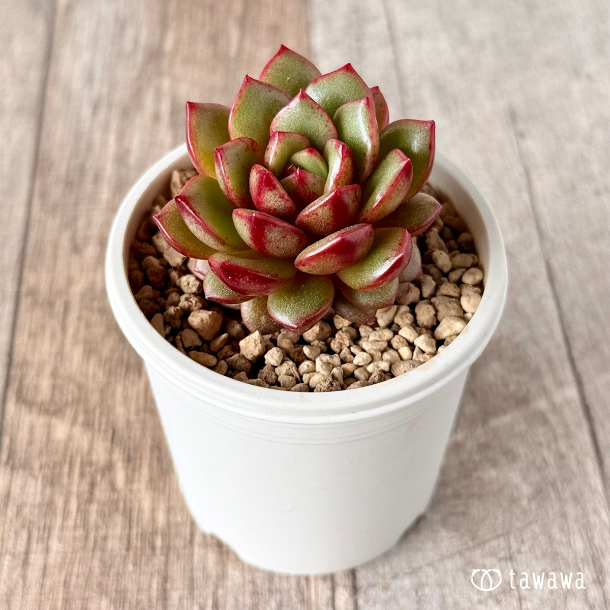 벚꽃 엔딩