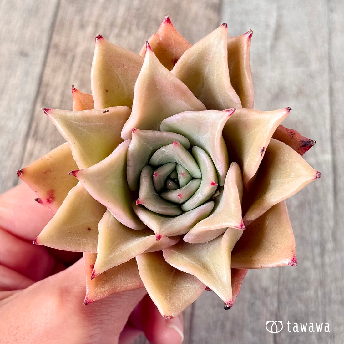 * New arrival * Madiva