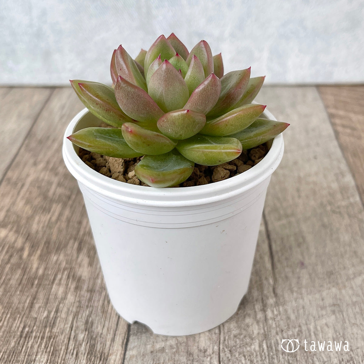 *新入荷* ラジュ