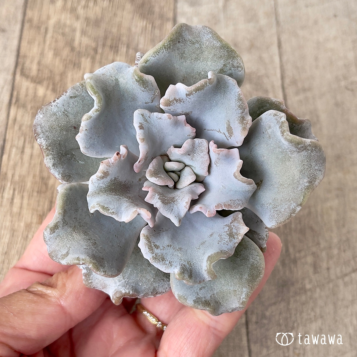 クリスペイトビューティー【単頭】 – 多肉植物の通販・販売サイト tawawa