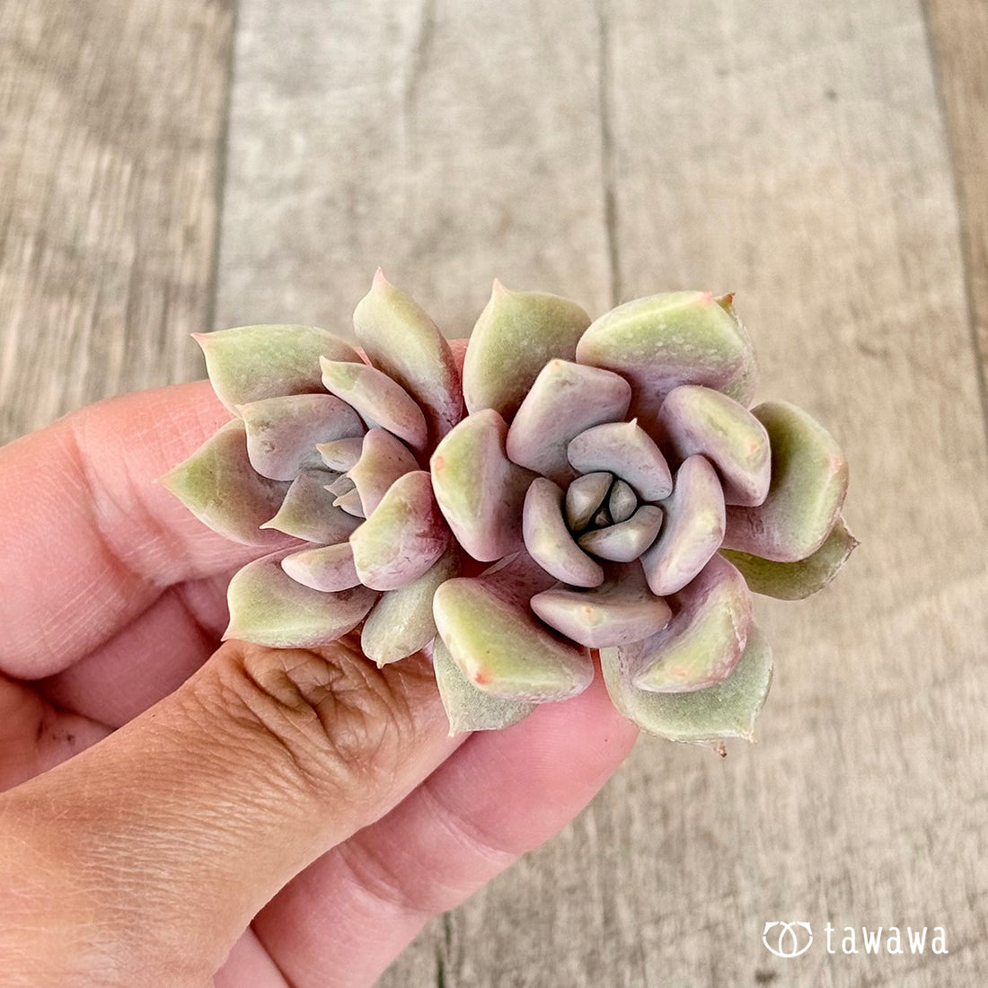 New Arrivals: Ice Green