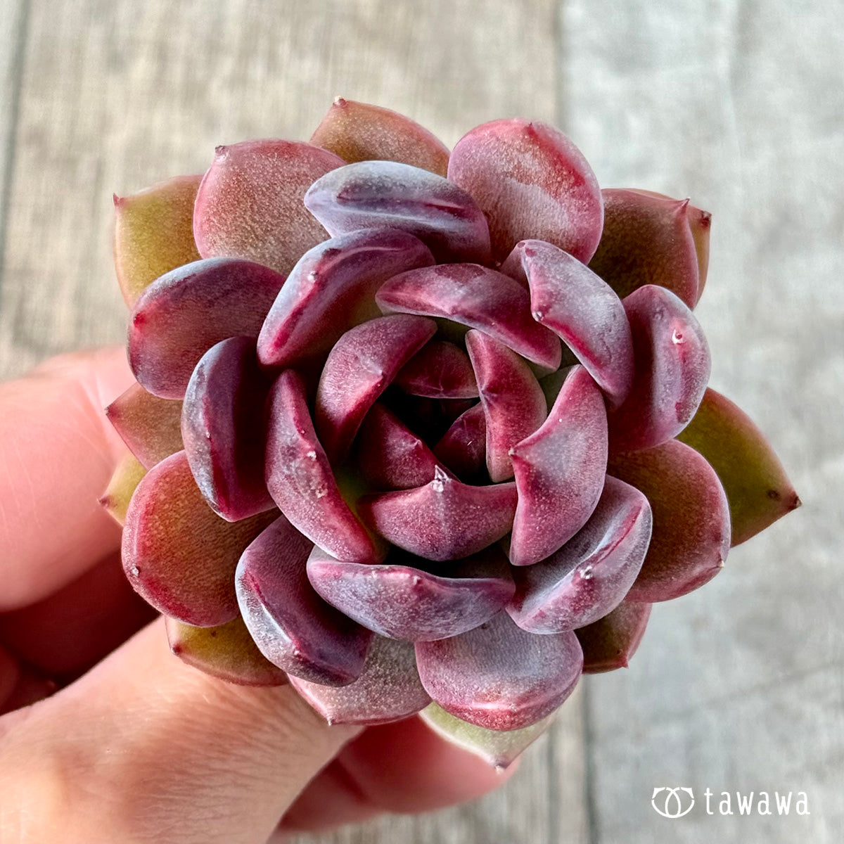벚꽃 엔딩