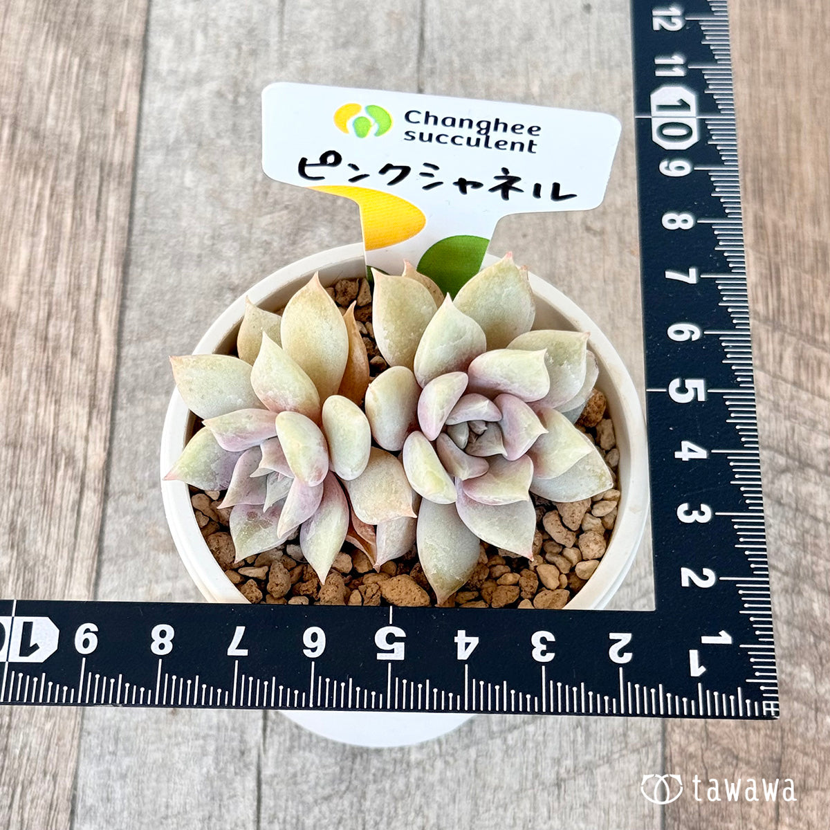 ピンクシャネル【多頭苗】(チャンヒー農園苗)