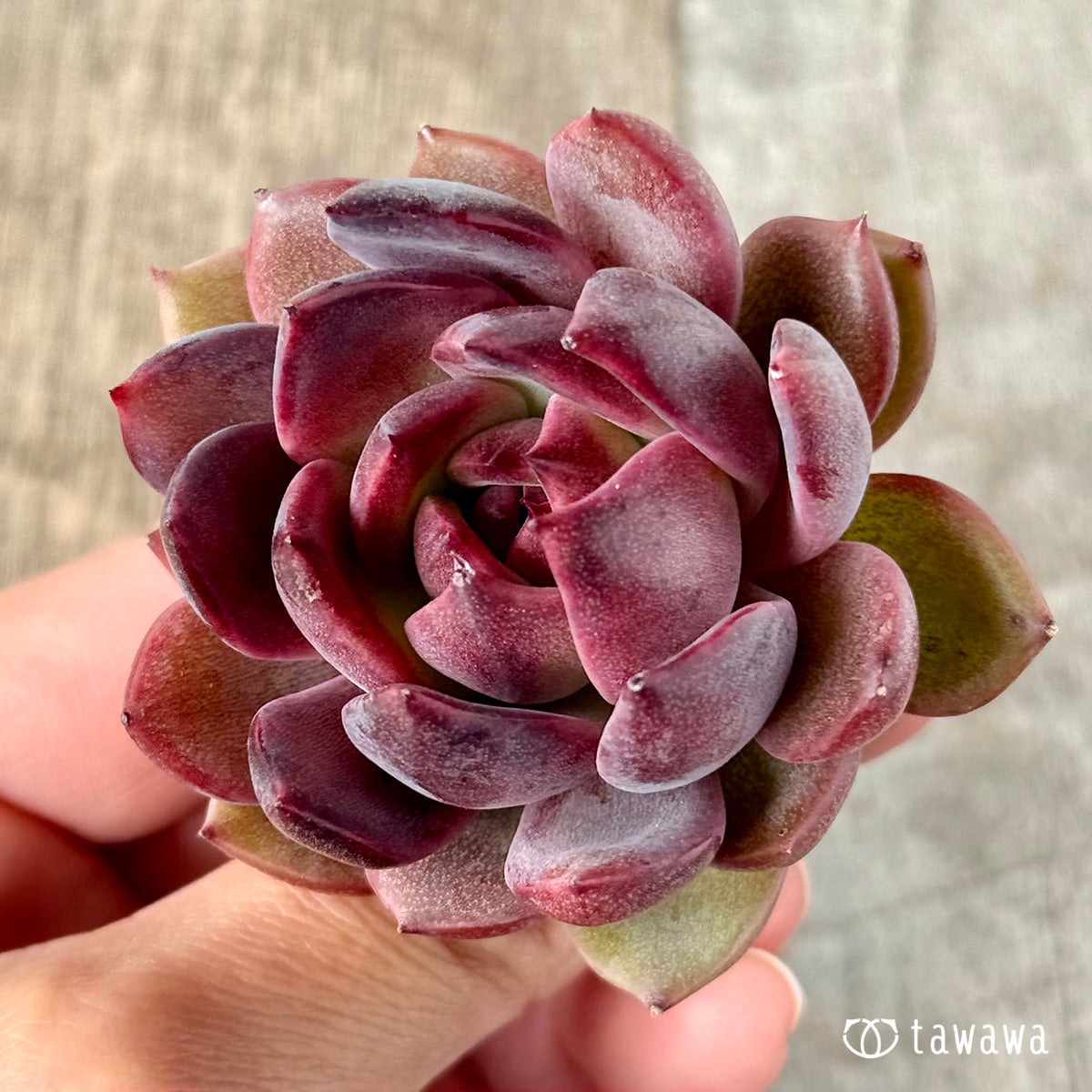 벚꽃 엔딩