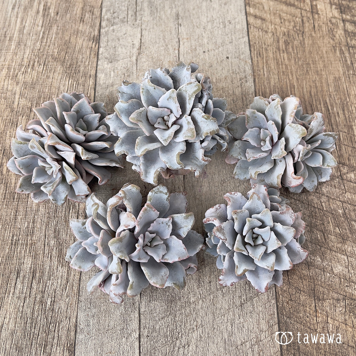 *新入荷* クリスペイトビューティー【多頭】