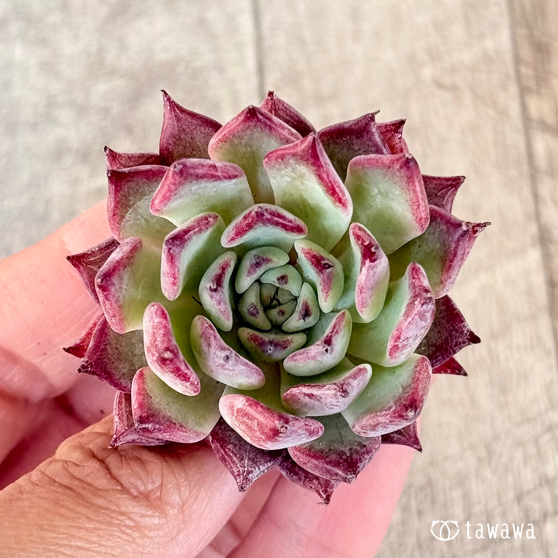 New Arrivals: Ice Green