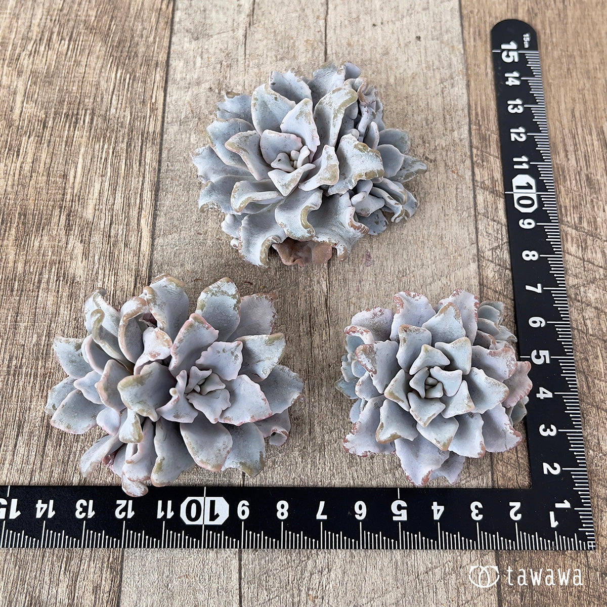 *新入荷* クリスペイトビューティー【多頭】