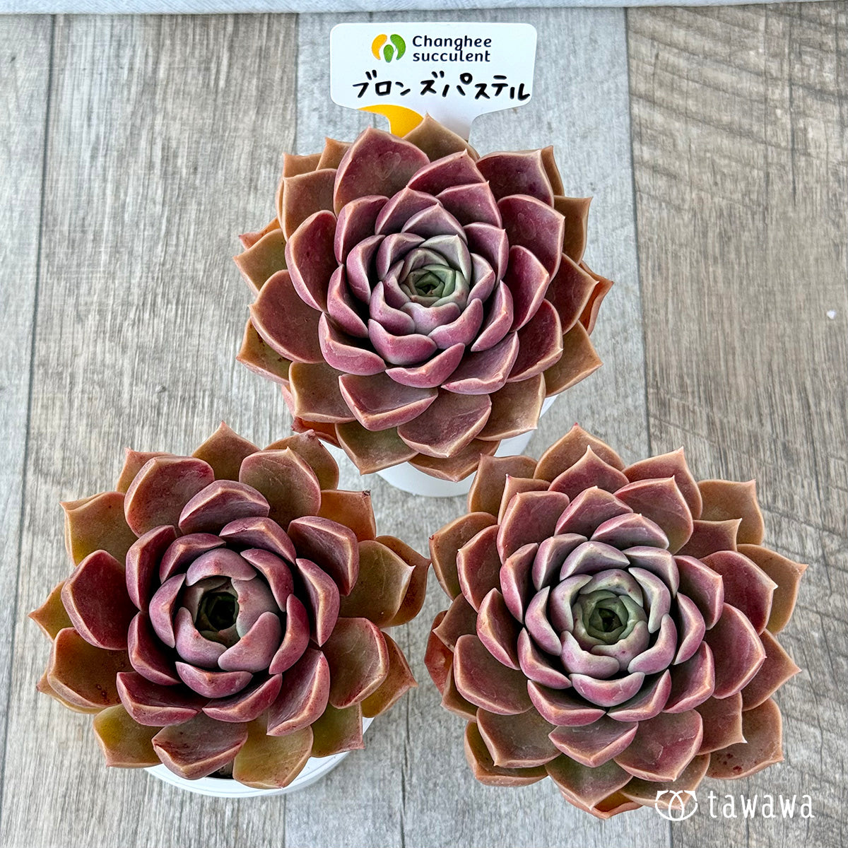 New Arrivals: Ice Green