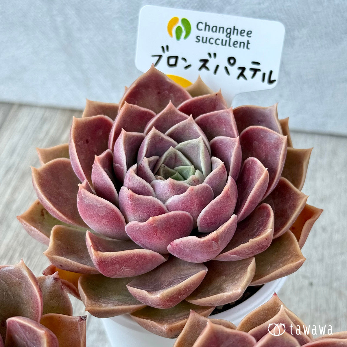 New Arrivals: Ice Green