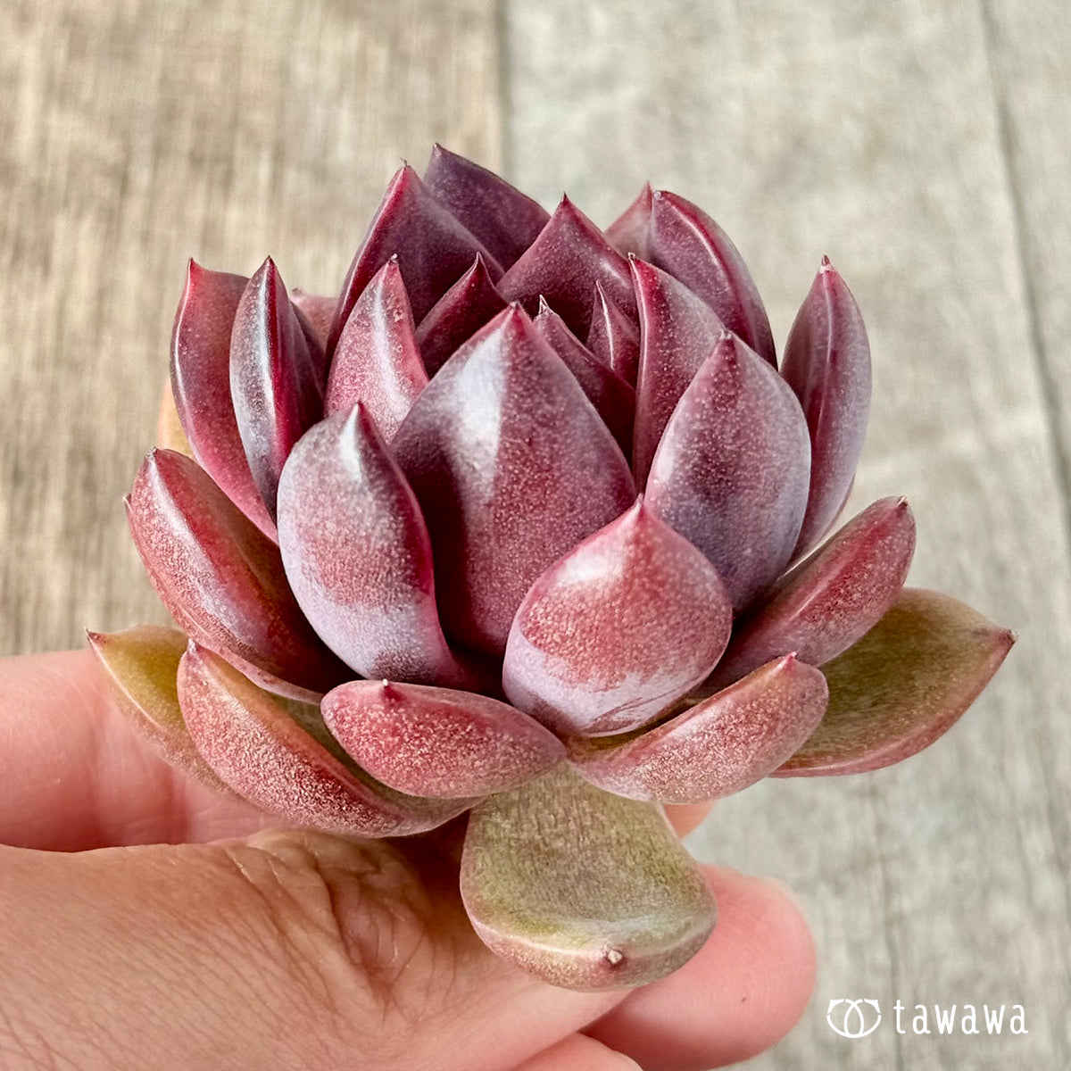 벚꽃 엔딩