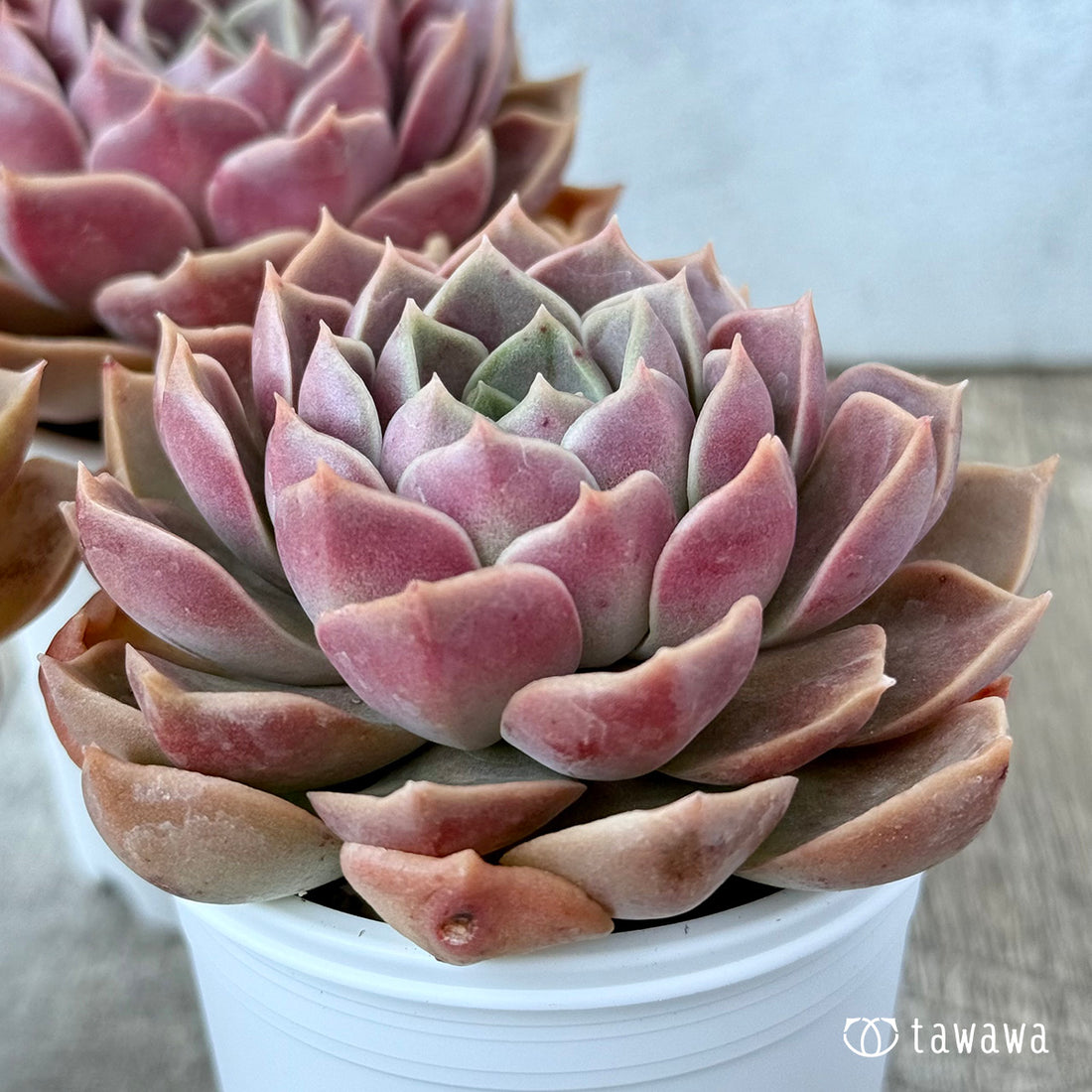 New Arrivals: Ice Green