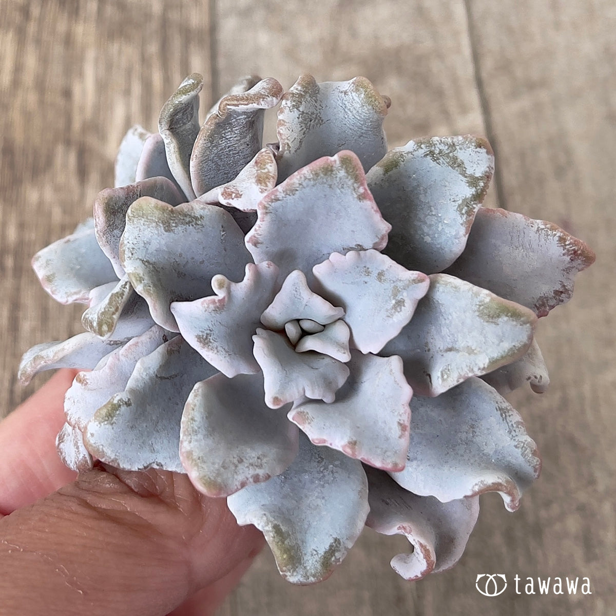 *新入荷* クリスペイトビューティー【多頭】