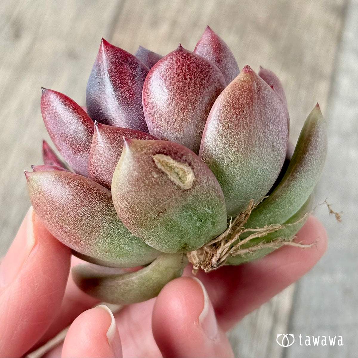 벚꽃 엔딩