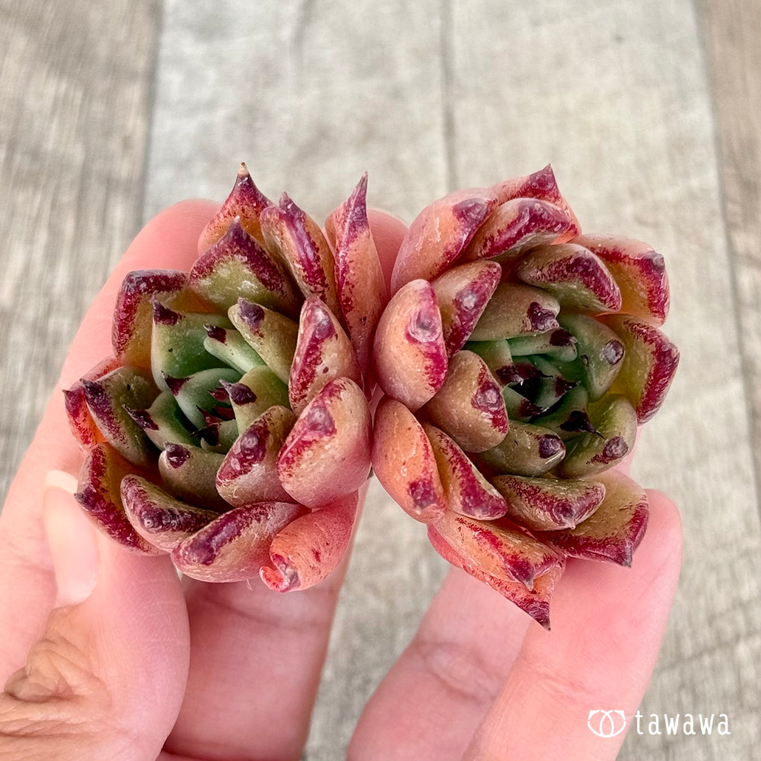 New Arrivals: Ice Green