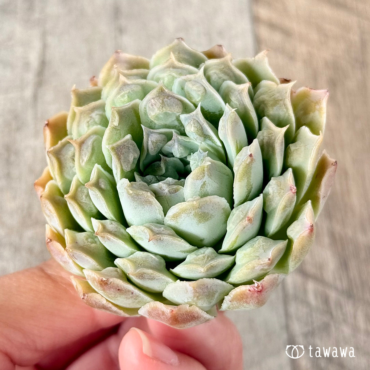 코로키