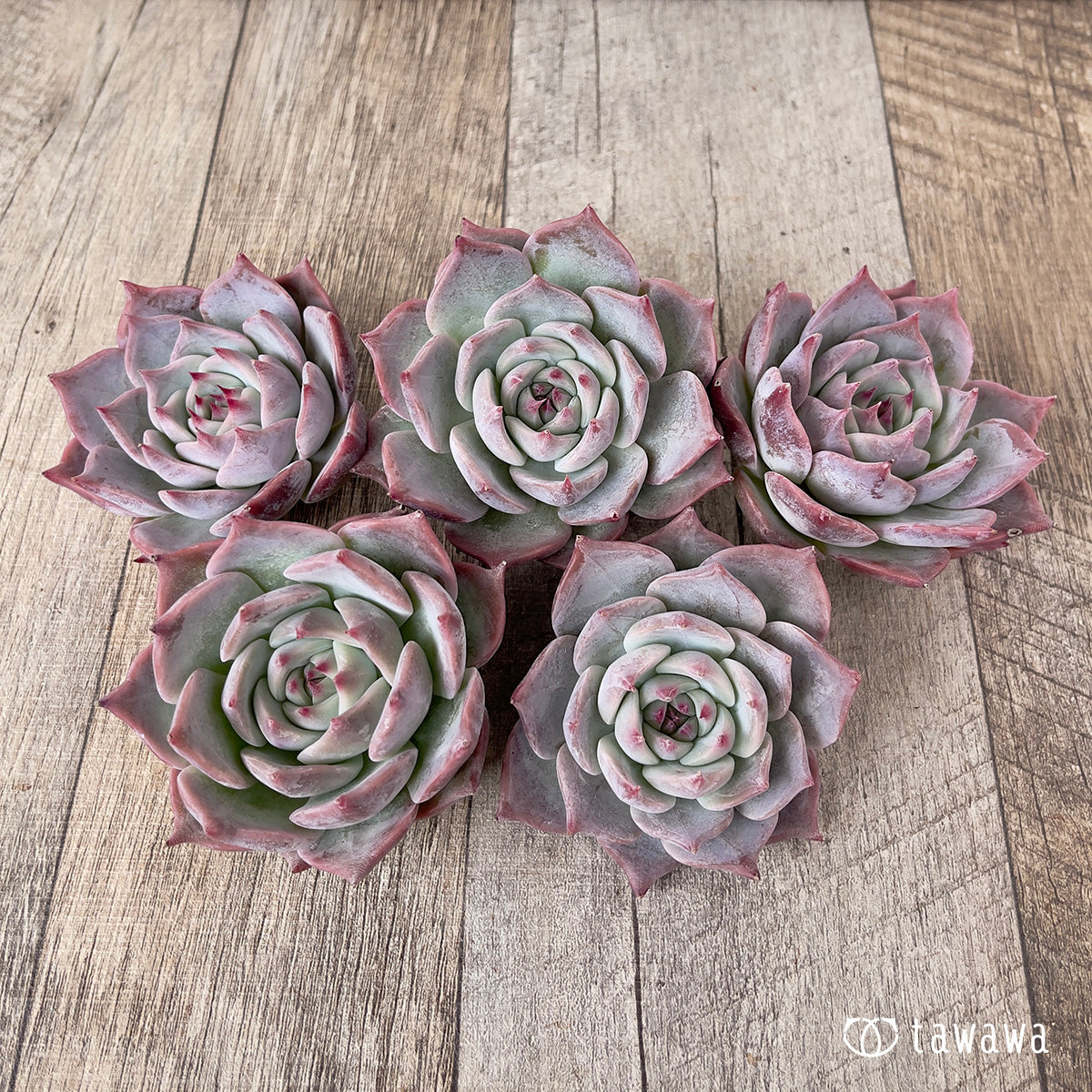 *新入荷* ピカチュウ