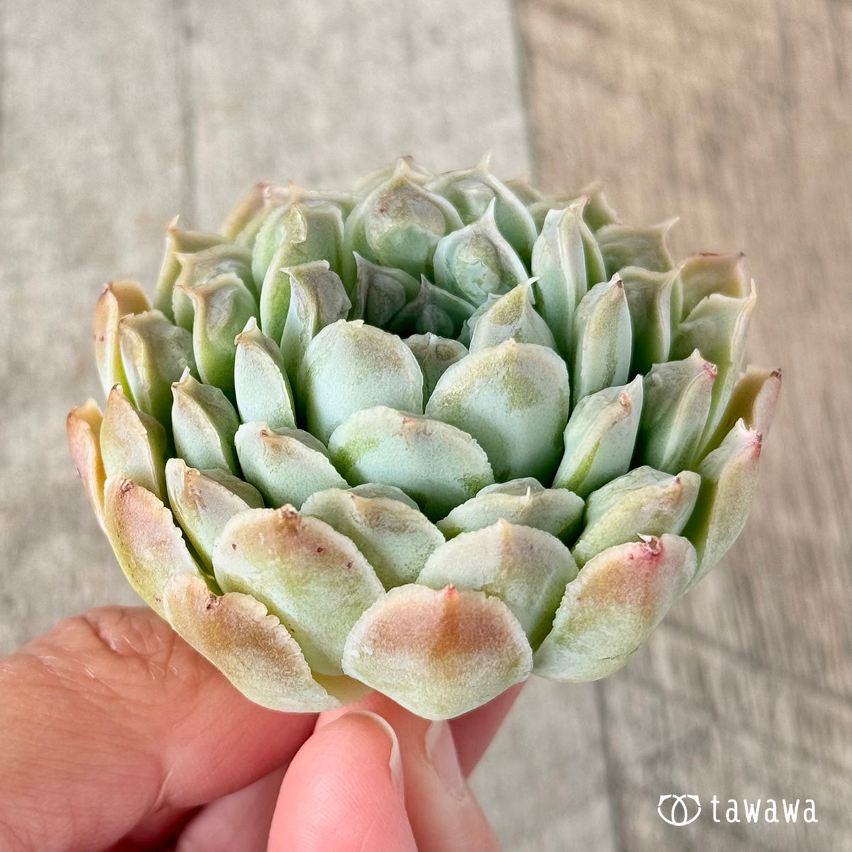 코로키