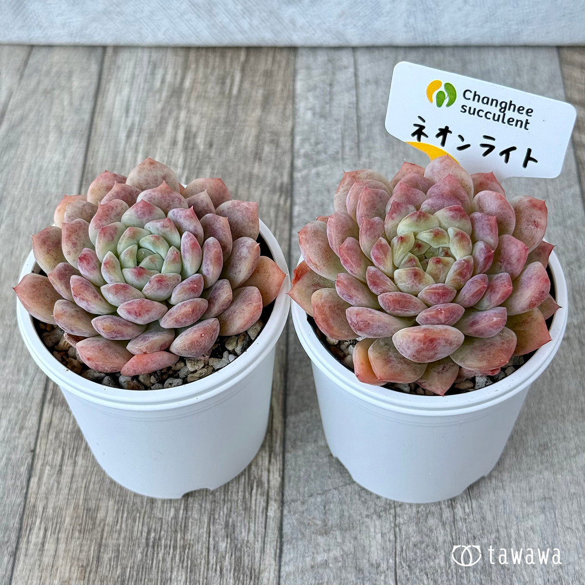 New Arrivals: Ice Green