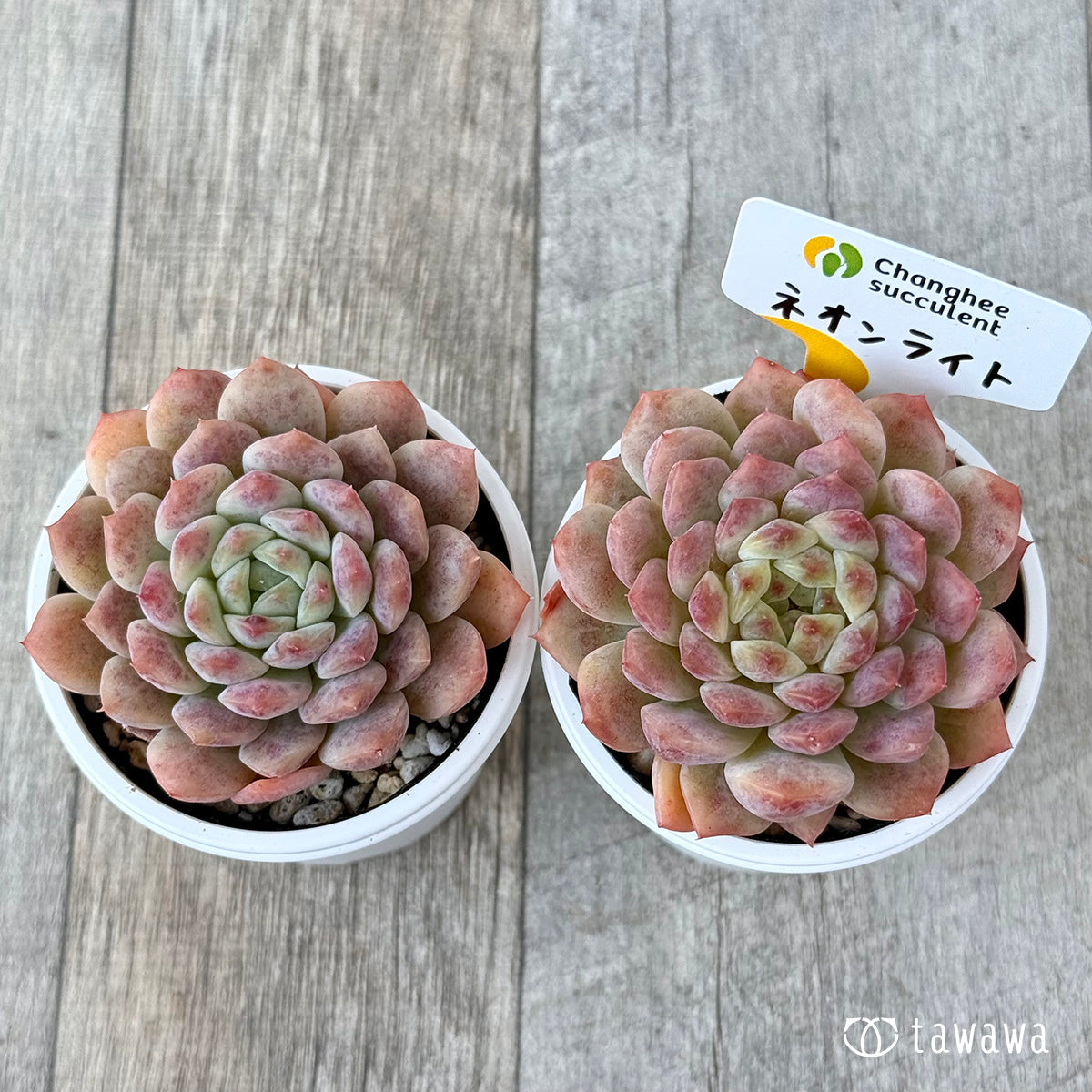 New Arrivals: Ice Green