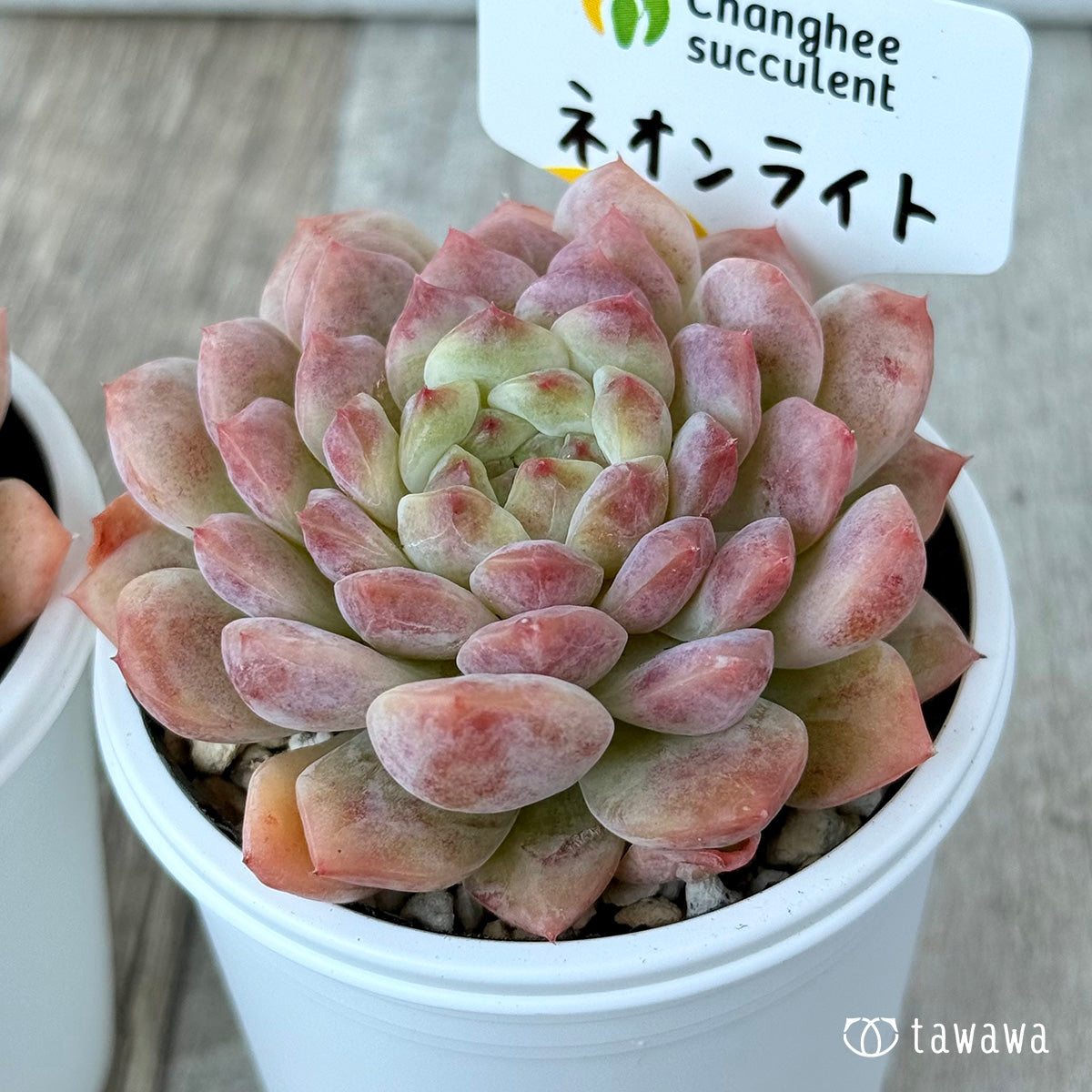 New Arrivals: Ice Green