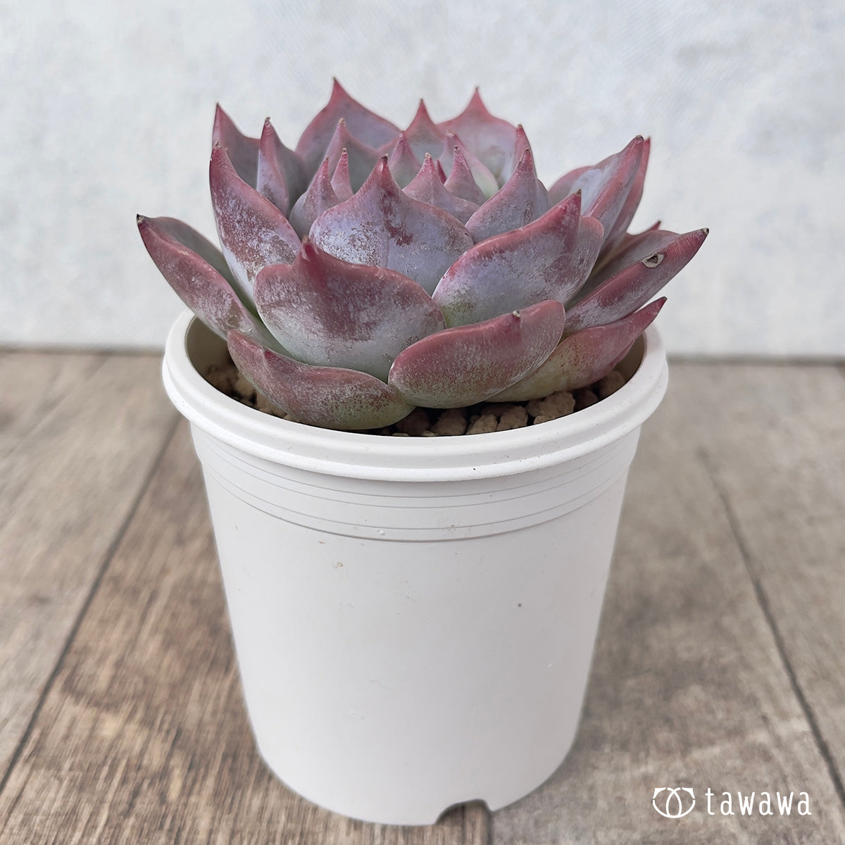 *新入荷* ピカチュウ