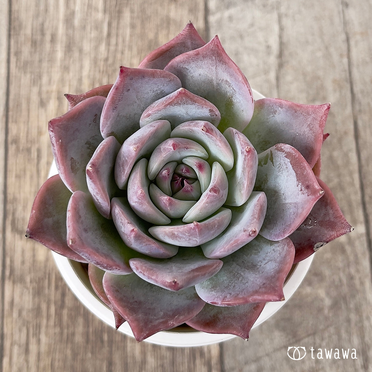 *新入荷* ピカチュウ