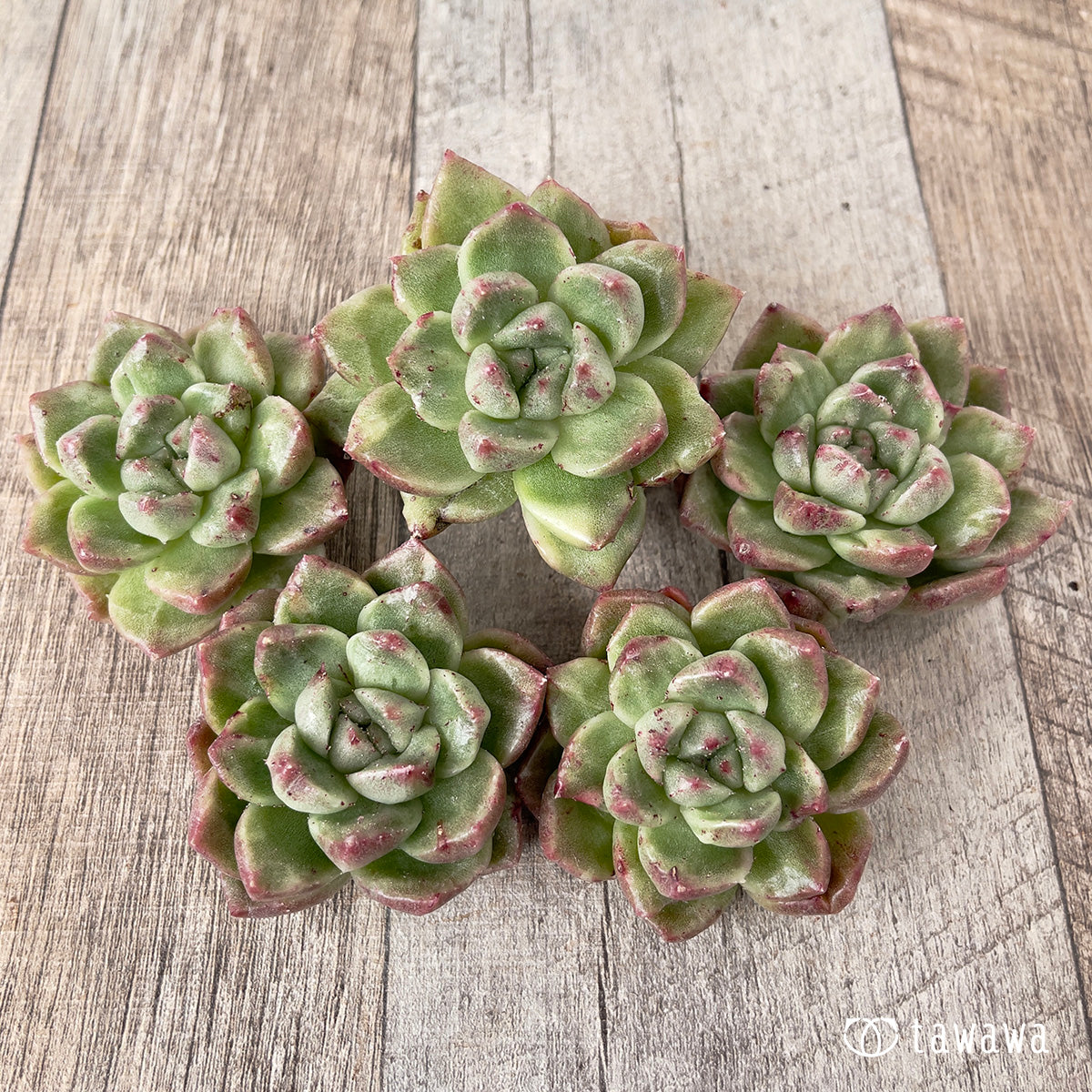 *新入荷* グレムリン錦【約4~5cm】