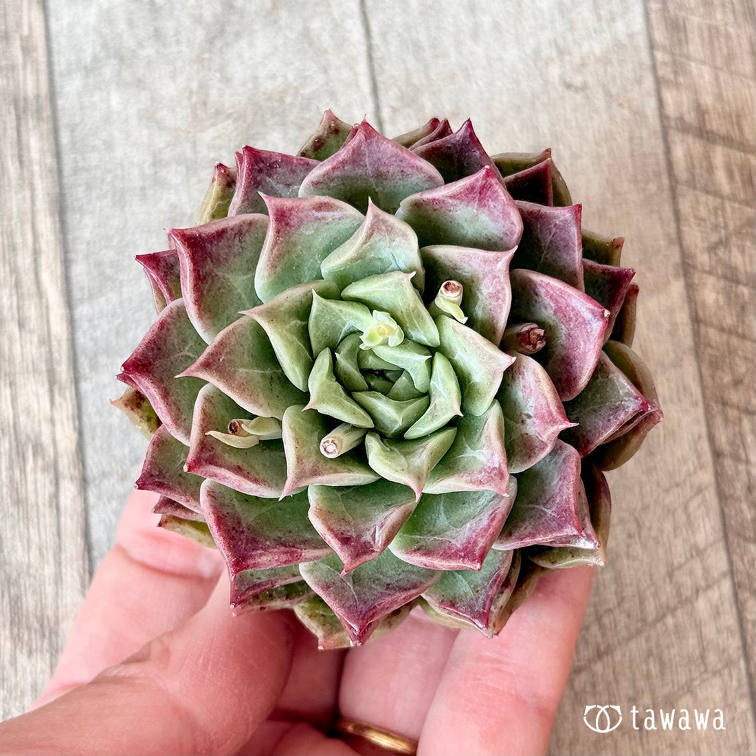 New Arrivals: Ice Green