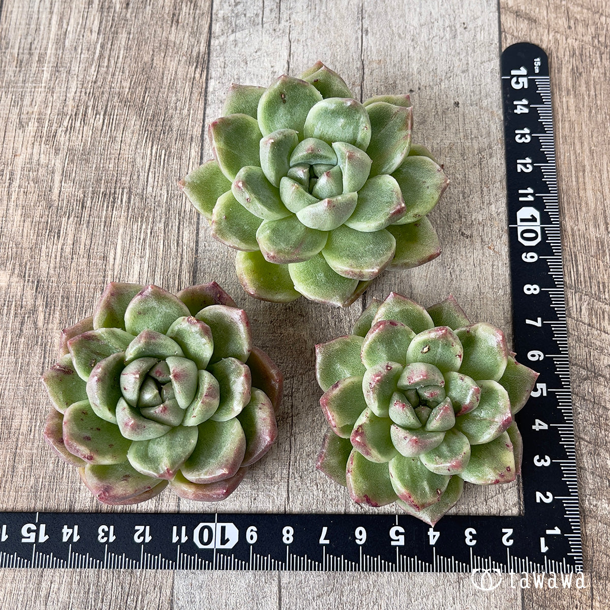 *新入荷* グレムリン錦【約6cm以上】