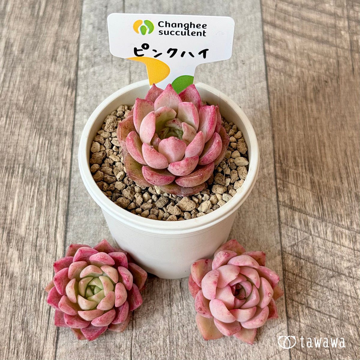ピンクハイ(チャンヒー農園苗)