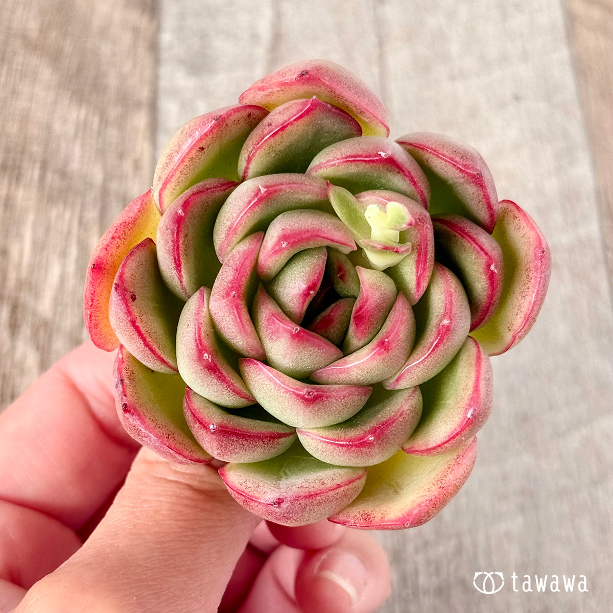 벚꽃 엔딩
