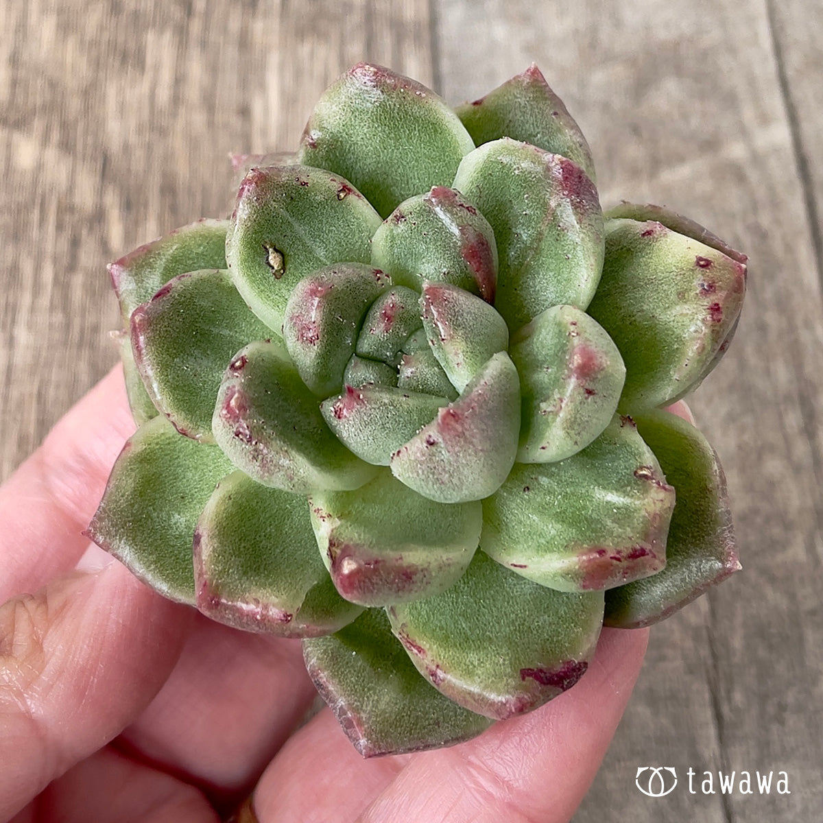 *新入荷* グレムリン錦【約6cm以上】