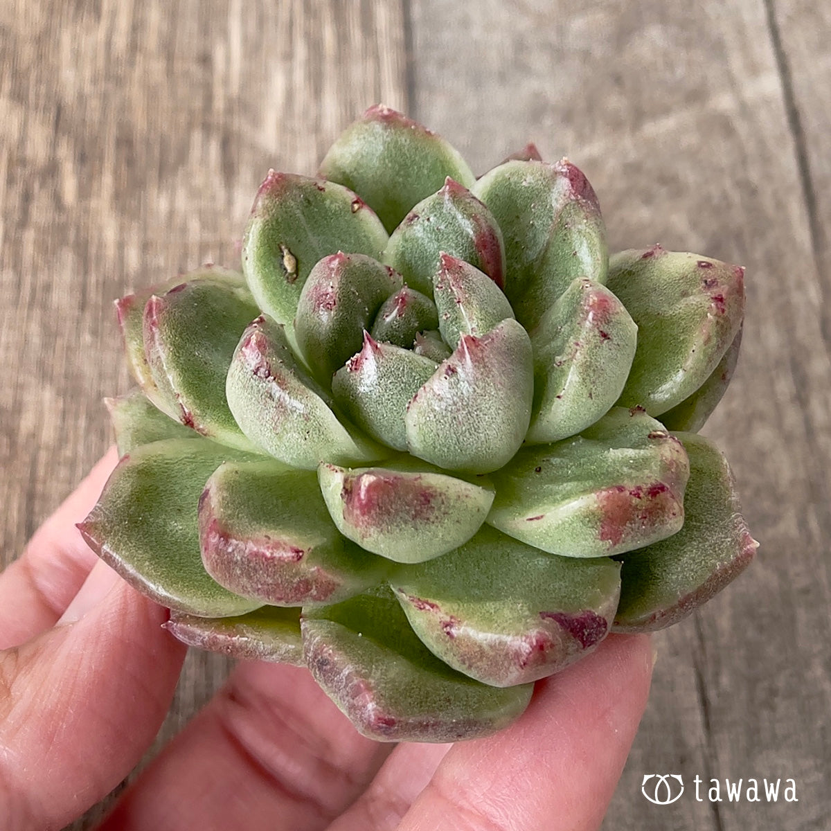 *新入荷* グレムリン錦【約6cm以上】